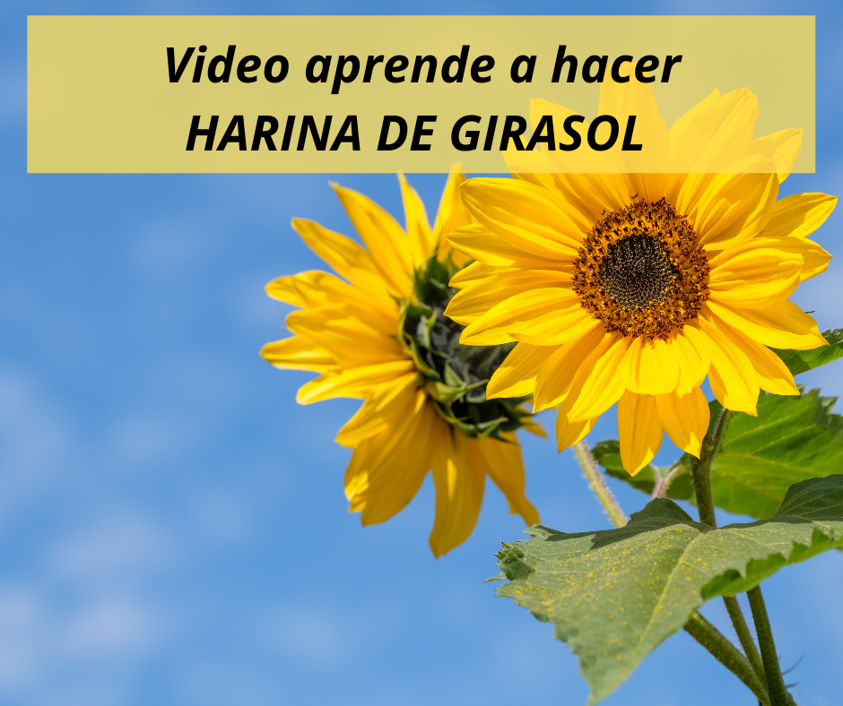 Video HARINA DE GIRASOL