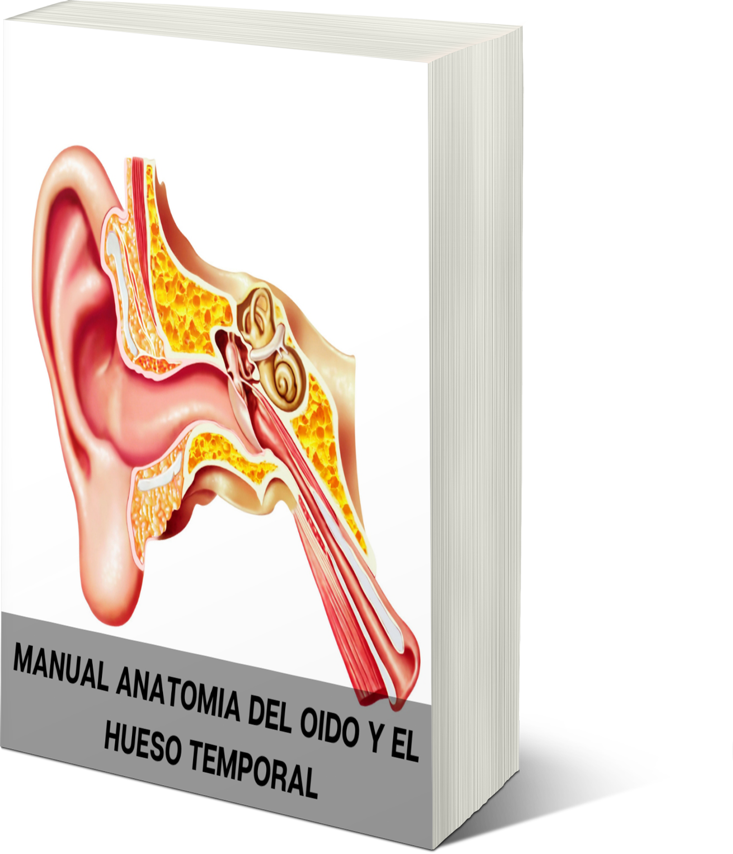 portada del oido