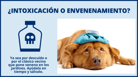 Intoxicación y Envenenamiento